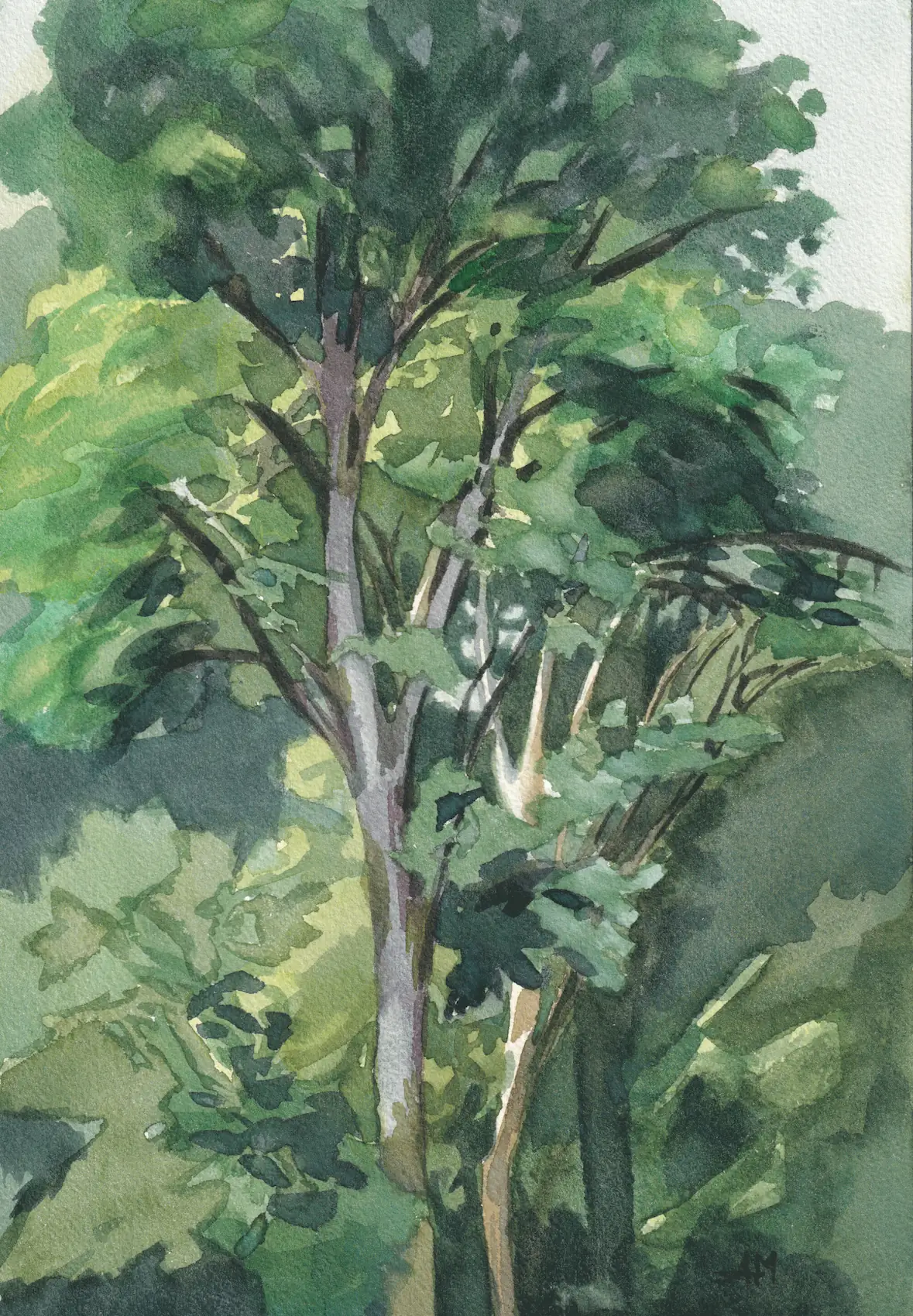 Le houppier d'un arbre feuillu et la forêt derrière lui