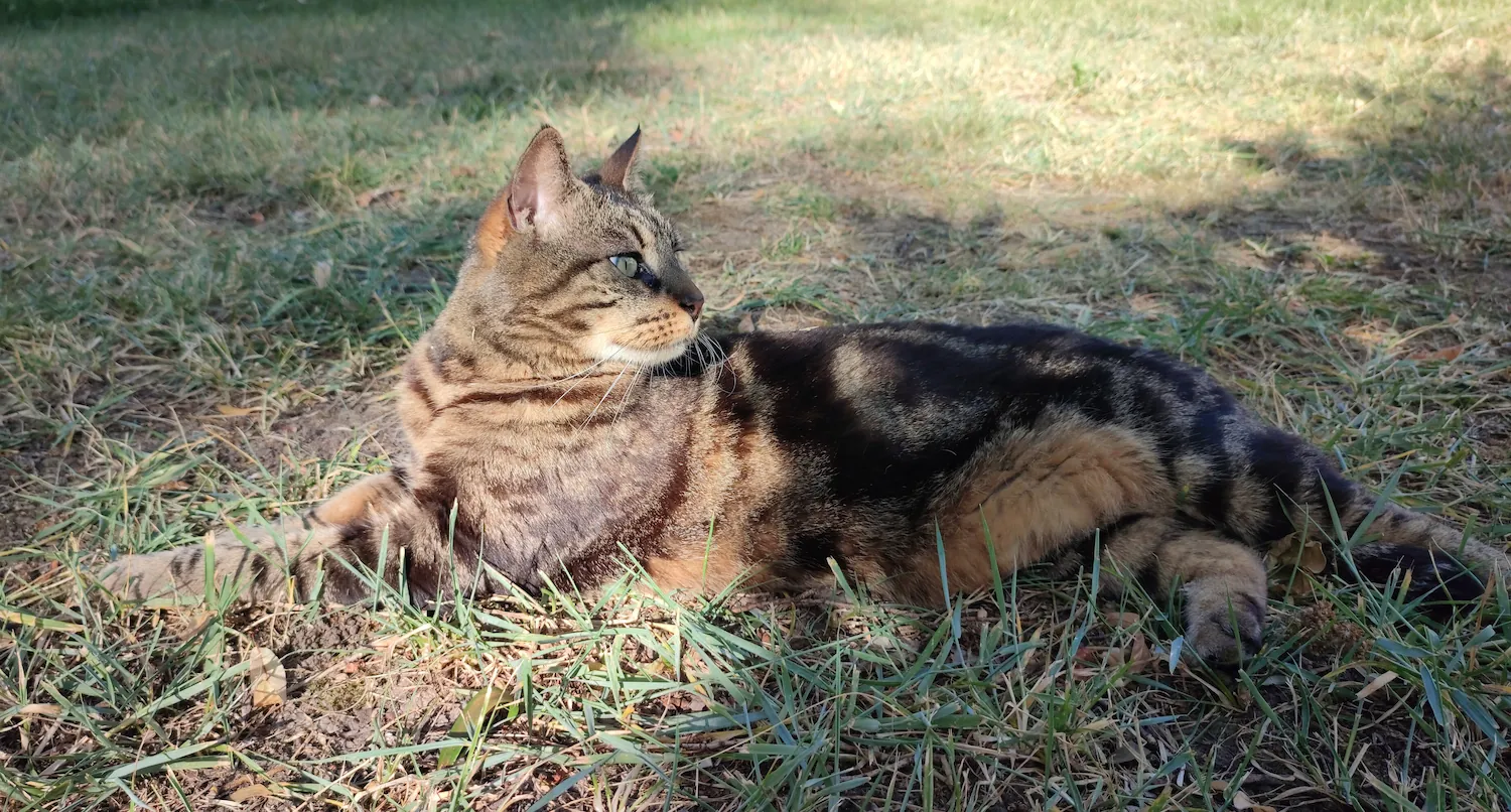 Chat tigré allongé se prélassant dans l'herbe