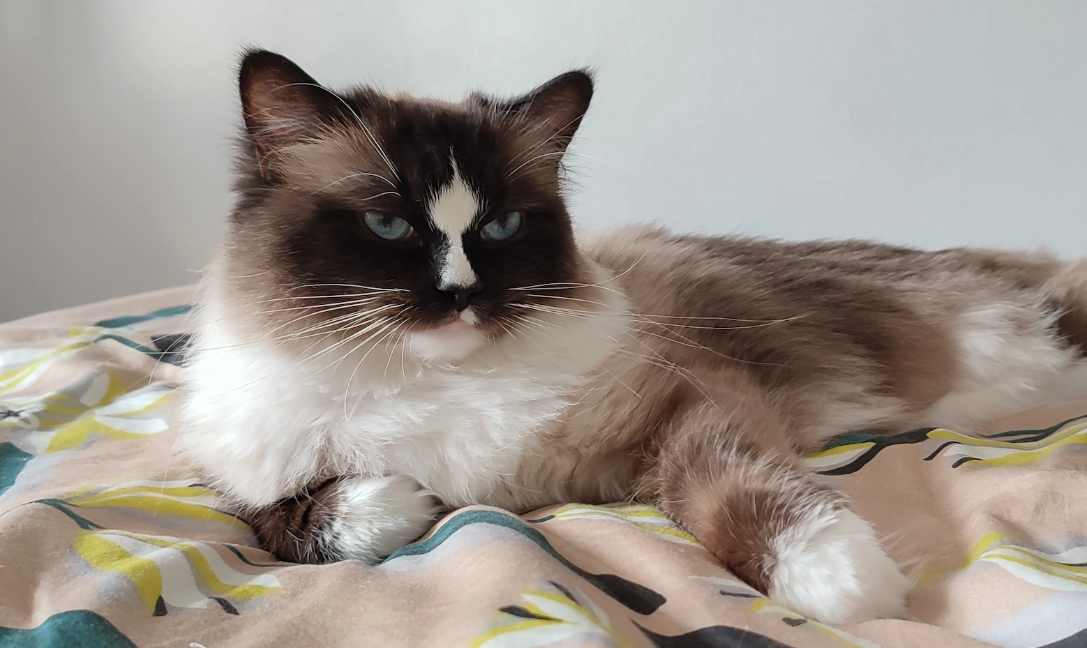 Chat ragdoll allongé sur un lit, la tête relevée, regardant vers la droite