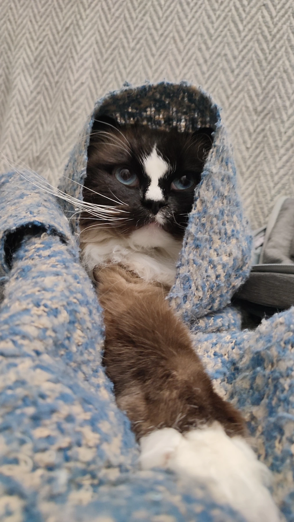 Chat ragdoll qui sort la tête de la couverture dans laquelle il est emmitouflé