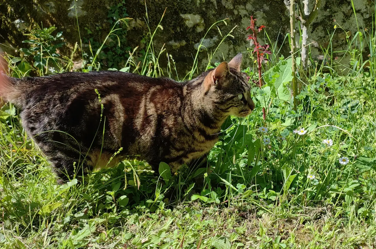 Chat qui marche dans les fleurs d'un jardin au printemps