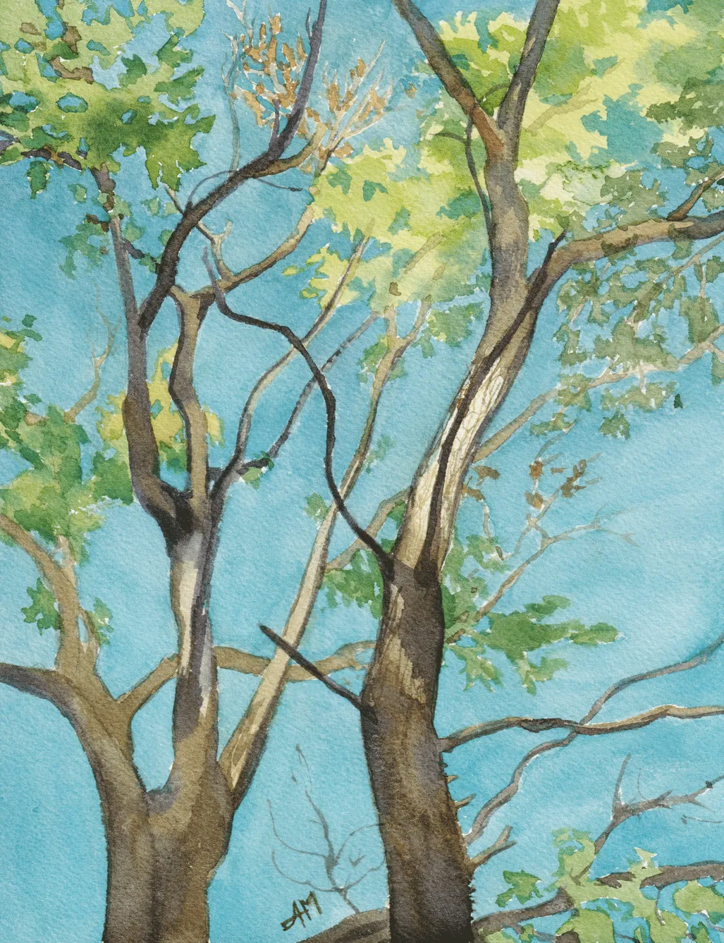 Des troncs, branches et feuillages de chênes s'élancent vers le ciel