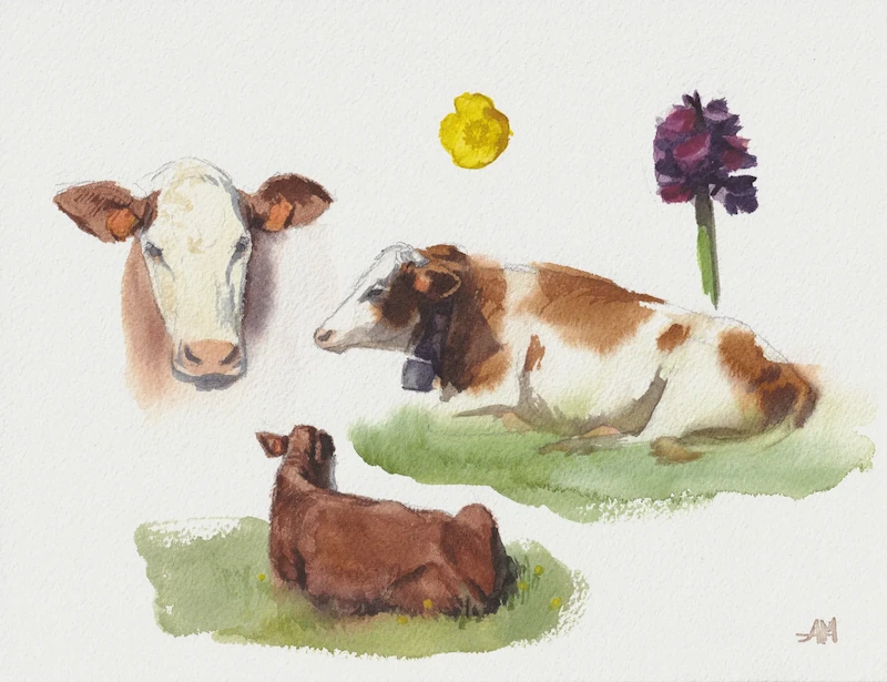 Croquis à l'aquarelle de 2 vaches allongées dans le pré, d'une tête de vache vue de face, d'un bouton d'or et d'un fleur violette venant tous du même alpage dans les Bauges