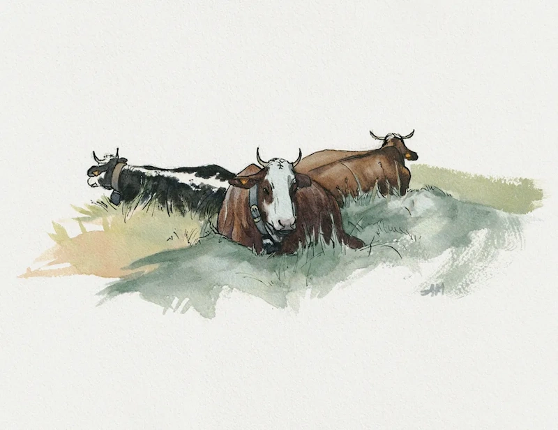 Croquis à l'aquarelle de 3 vaches allongées chacune tournant le dos aux deux autres autres : une vue de face, une vue de son côté gauche de dos, une vue de son côté droit de dos