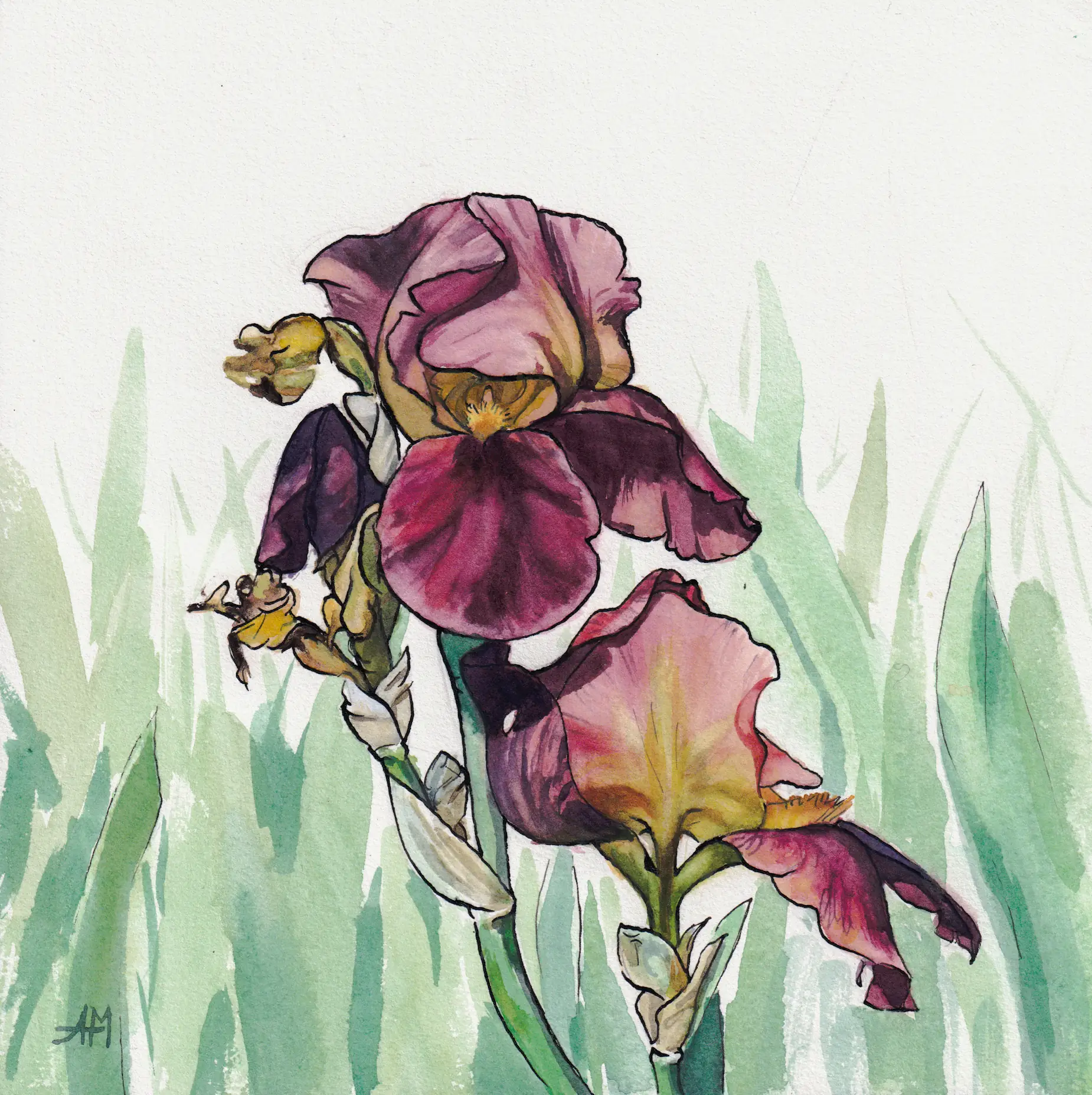 Une tige d'iris avec des fleurs roses et violettes