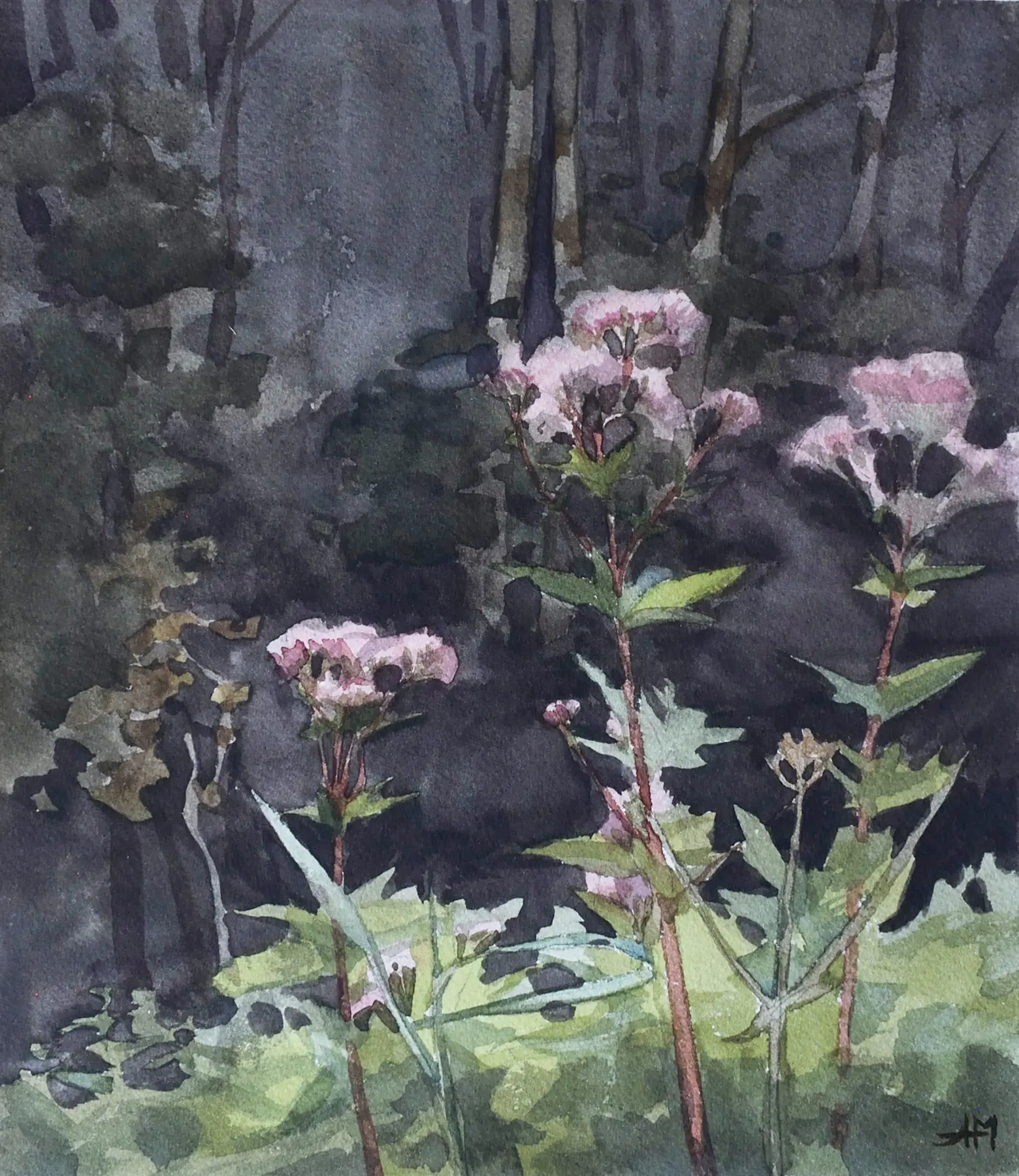 Fleurs des champs roses en lisière d'un bois