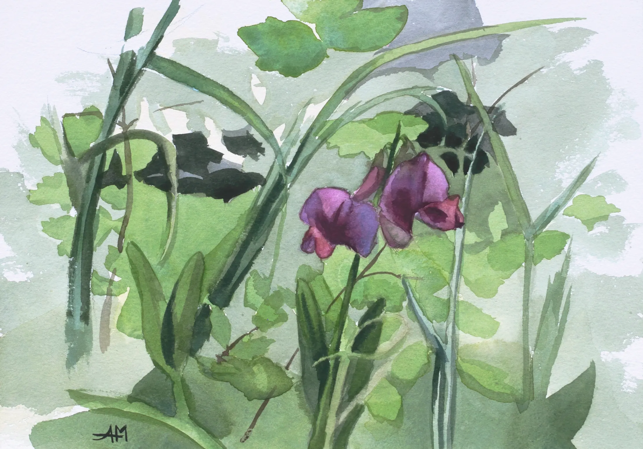 Pois de senteur, fleurs sauvages des champs