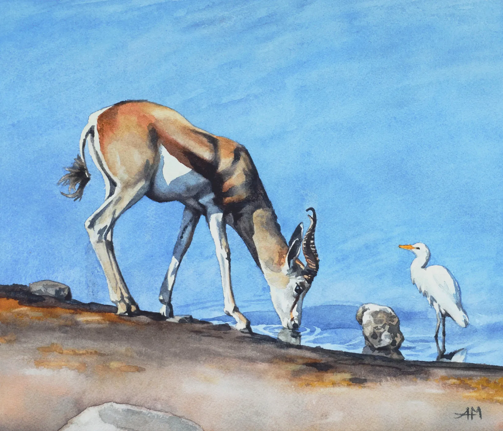 Une Antilope springbok boit de l'eau à un point d'eau de la savane et un oiseau se tient à ses côtés