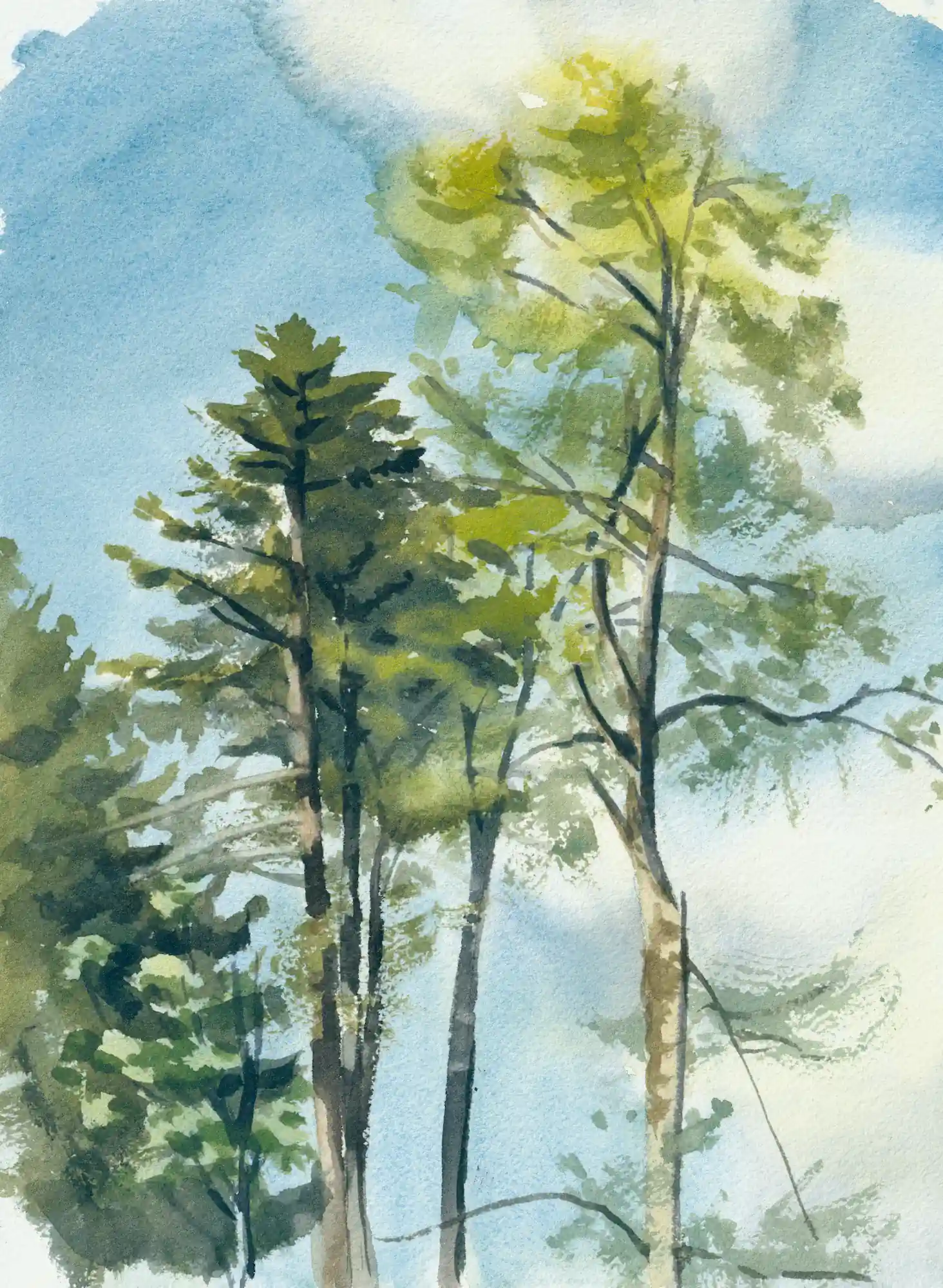 Les houppiers des arbres vus d'en bas, dont les branches se balaçent au vent
