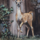 Photo de l'oeuvvre "Un faon surpris". Peinture à l'aquarelle.