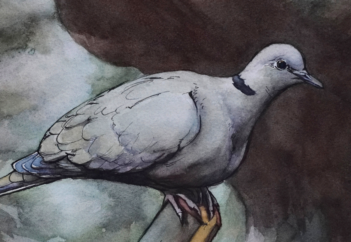 Photo de l'oeuvre "tourterelle". Aquarelle animalière. Vue en détail.