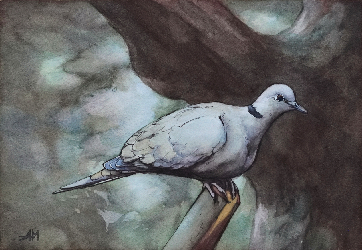 Photo de l'oeuvre " tourterelle ". Aquarelle animalière. Vue de la peinture en entier.