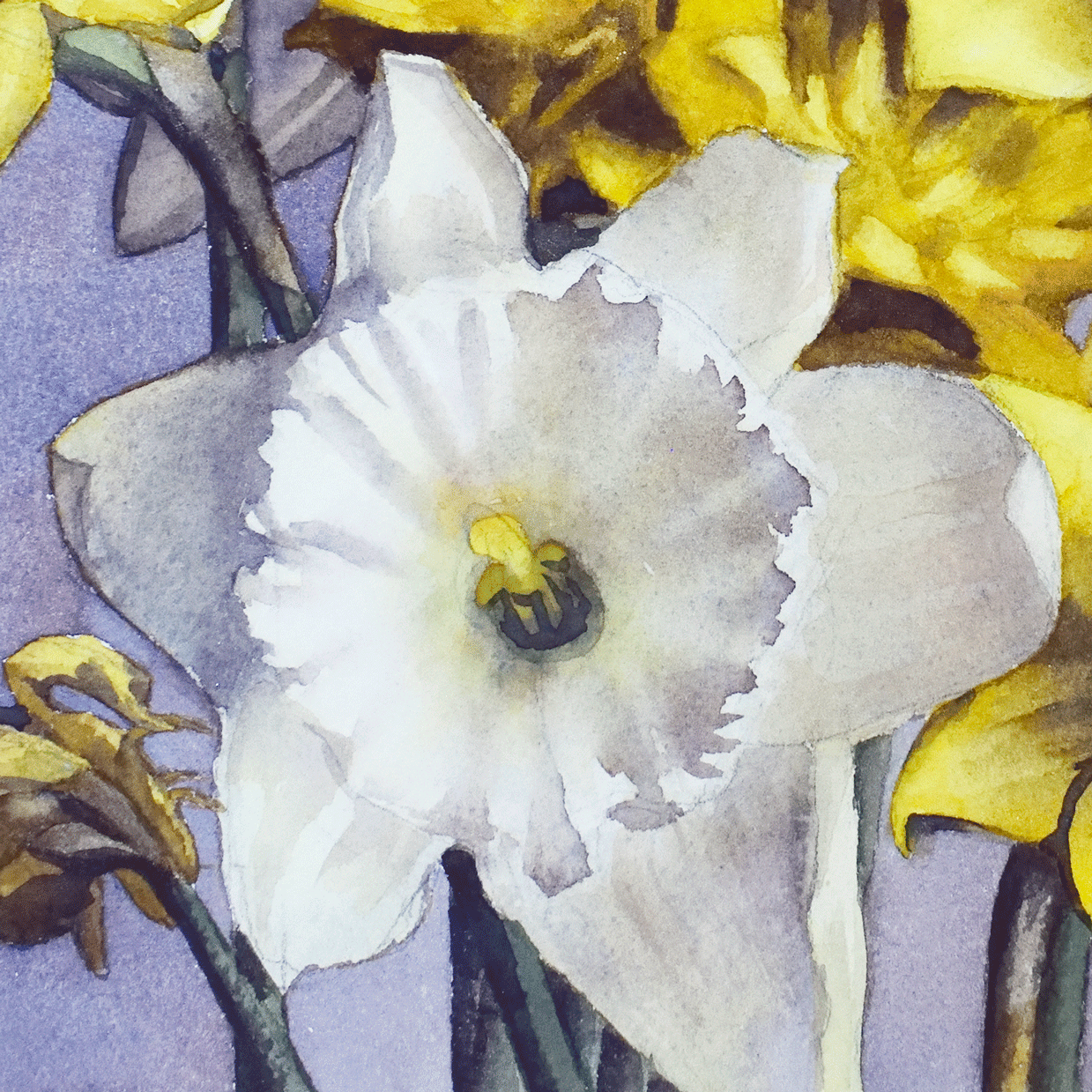 Une jonquille blanche peinte à l'aquarelle. Elle est entourée d'autres jonquilles.