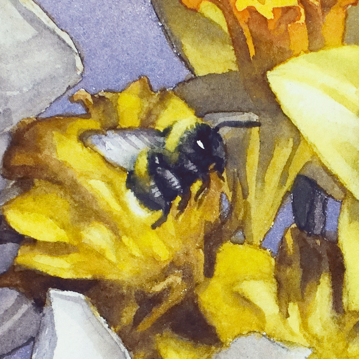 Un bourdon à queue blanche vole parmi les jonquilles. Il est peint à l'aquarelle.