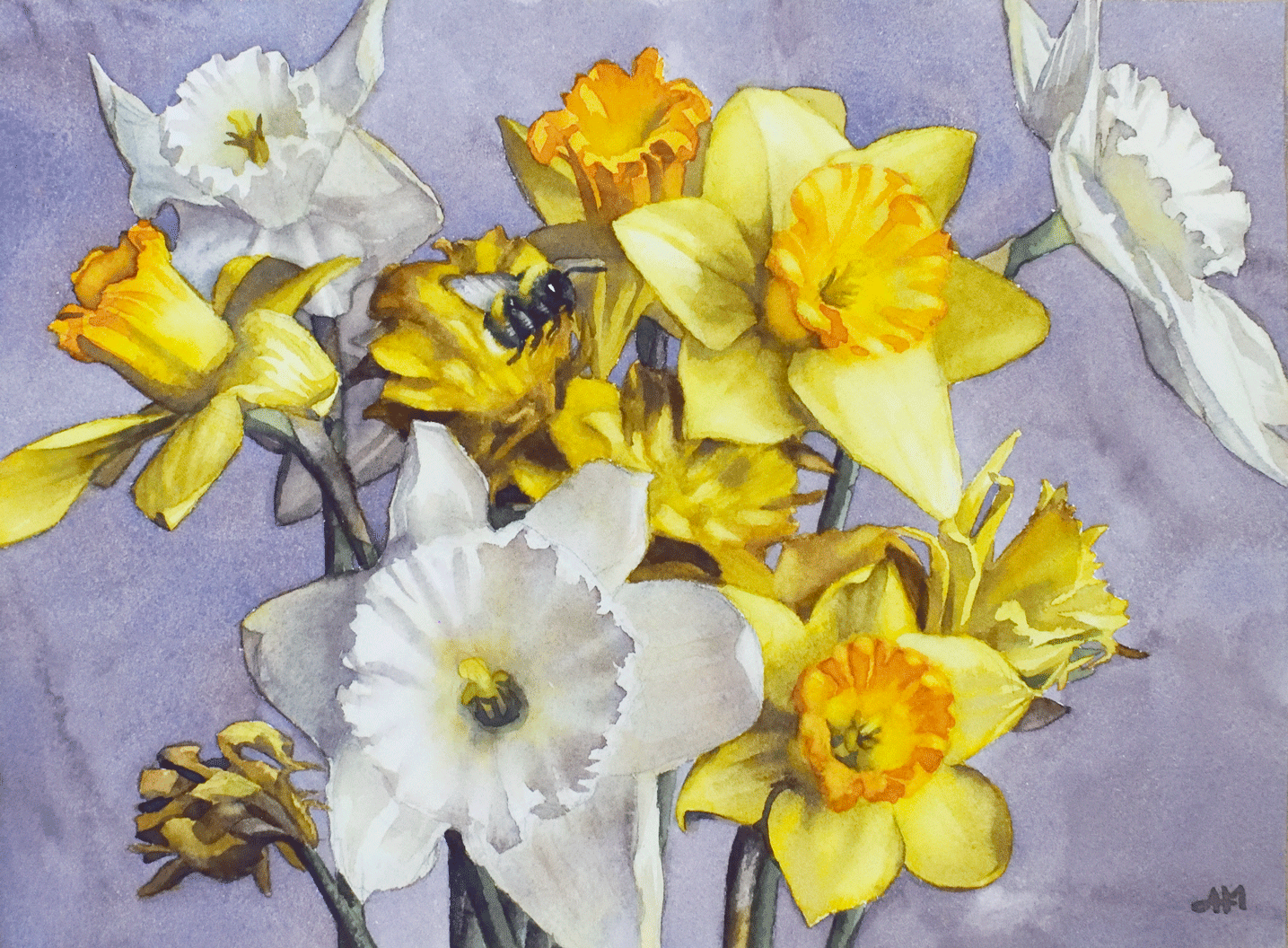 L'oeuvre "Bourdonner dans les jonquilles" est visible en entier. Aquarelle de fleurs jaunes avec un bourdon à queue blanche.