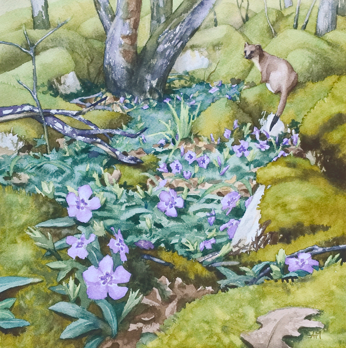 Une hermine postée sur des rochers couverts de mousse et entourés de pervenches. Représentation à l'aquarelle d'un sol de forêt en basse montagne.