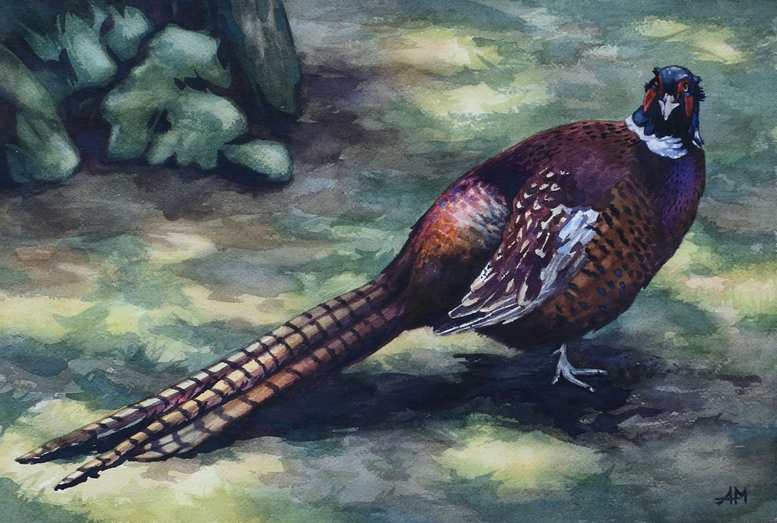 Un faisan de colchide dans l'herbe au pied d'un arbre. L'ombrage de l'arbre crée des tâches de lumières rendant le plumage du faisan iridescent.