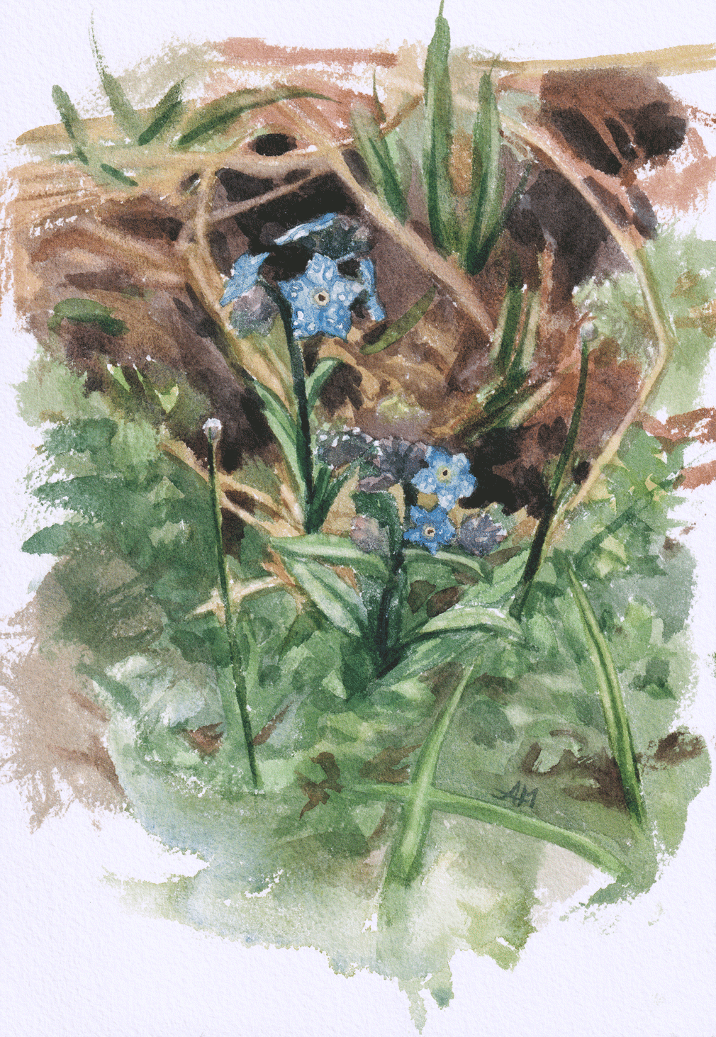 Petites fleurs de myosotis avec des gouttes de rosée, et peintes à l'aquarelle.