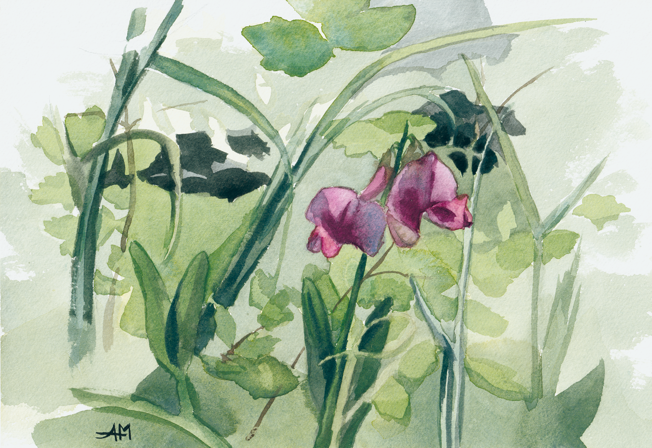 Pois de senteur qui poussent sauvagement parmi les herbes.