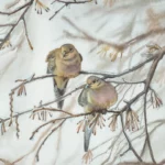 Deux Colombes Dans l&rsquo;Arbre Gelé