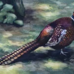Les Plumes du Faisan